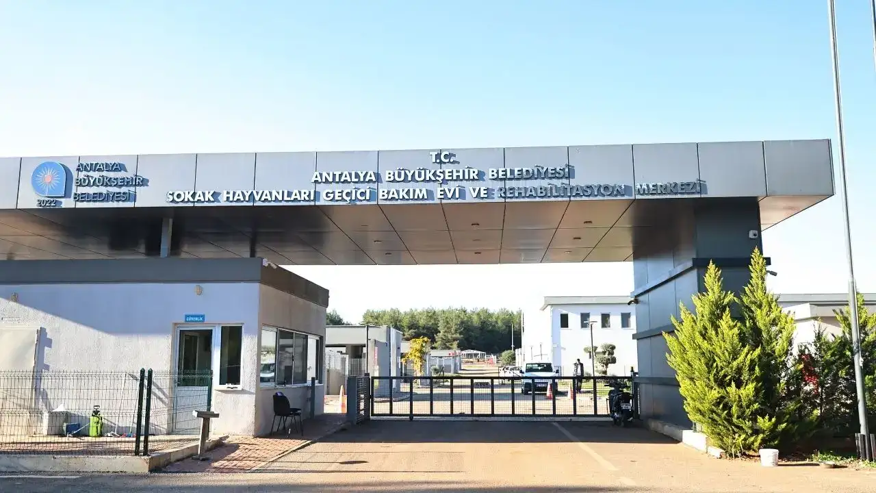 Antalya’da Patili Dostlar İçin Umut Yılı: Binlerce Can Kurtarıldı! 3